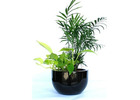 Breathe New Life into Your Office: Indoor Plant Hire Solutions