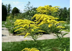 Plant Vibrant Meadows: Canada Goldenrod Seeds - Heirloom Solidago