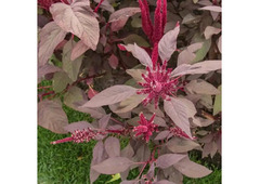 Grow Vibrant Greens: Red Amaranth Seeds for Colorful and Nutritious Gardens 