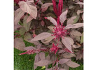 Grow Vibrant Greens: Red Amaranth Seeds for Colorful and Nutritious Gardens 