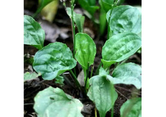 Grow Natural Remedies: Plantain Weed Seeds for Medicinal and Culinary Uses Plantain weed Seeds