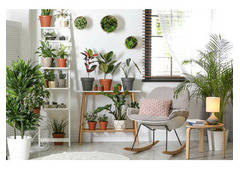 Transform Your Home with Indoor Plants Melbourne