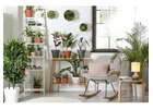 Transform Your Home with Indoor Plants Melbourne