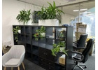 What Is the Best Way to Arrange Corporate Office Plants?