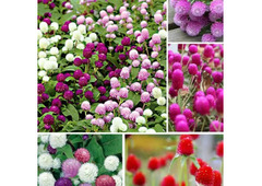 6 pack x Globe Amaranth Flower Plant 1200 seeds