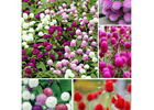 6 pack x Globe Amaranth Flower Plant 1200 seeds