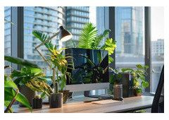 Best Indoor Office Plants Melbourne for Improving Mood and Focus