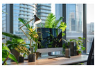 Best Indoor Office Plants Melbourne for Improving Mood and Focus