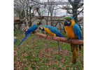 Blue And Gold Macaw Parrots For Sale