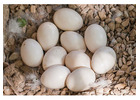 Fertile Parrot Eggs