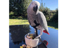 African Grey Parrots For Sale