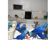 Hyacinth macaw parrots